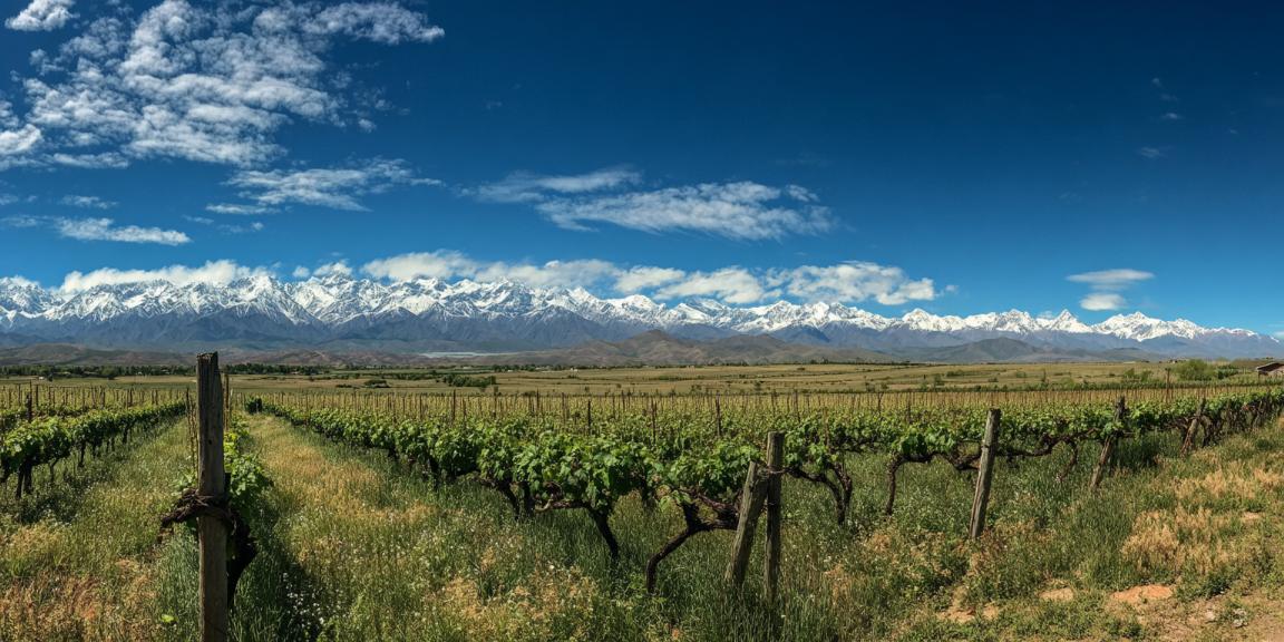 millesime vin argentine