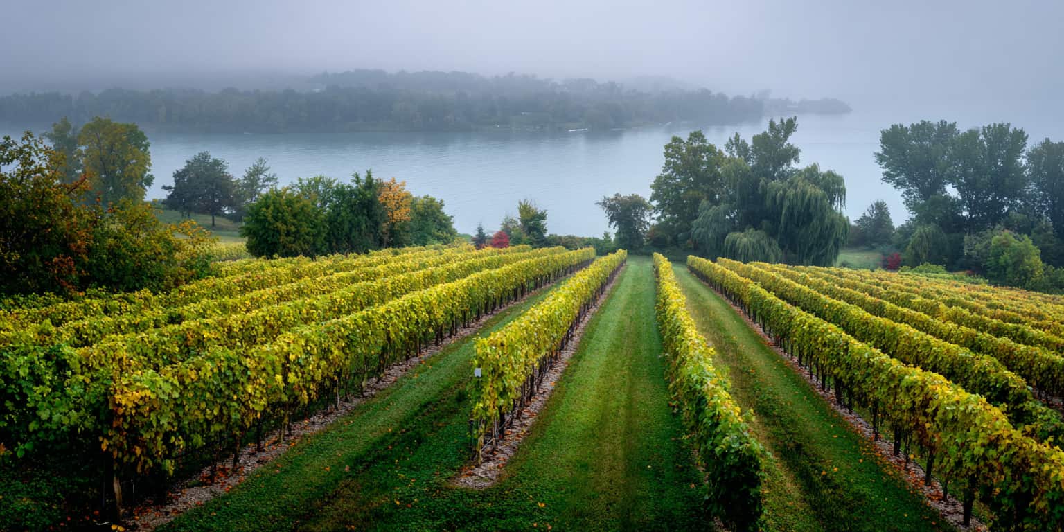 tableau millesime vineland bench