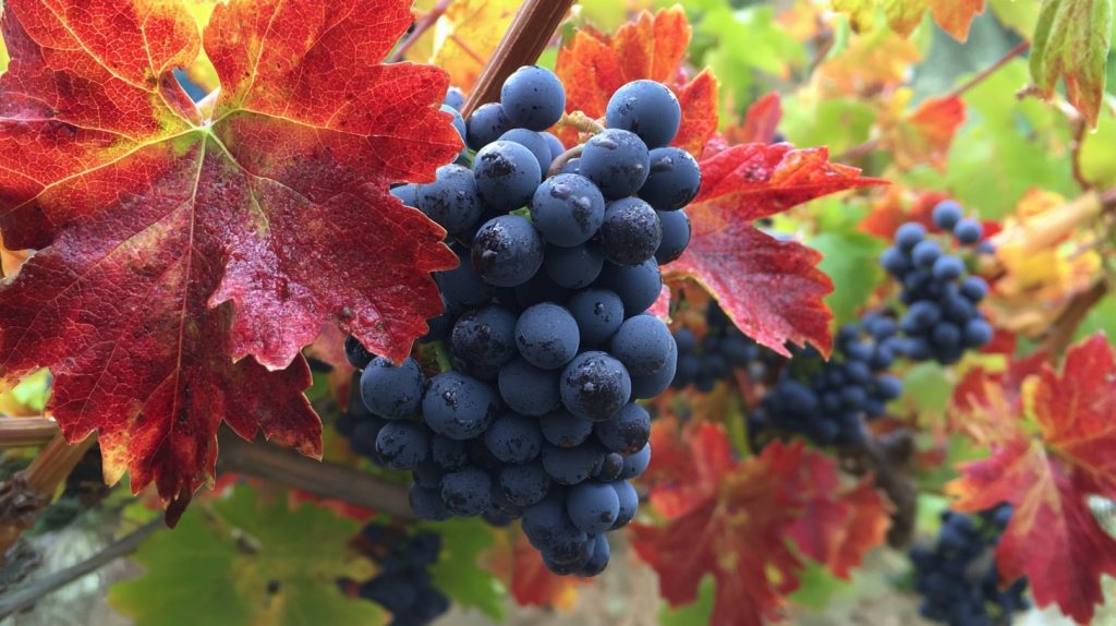 tableau annee vin chili