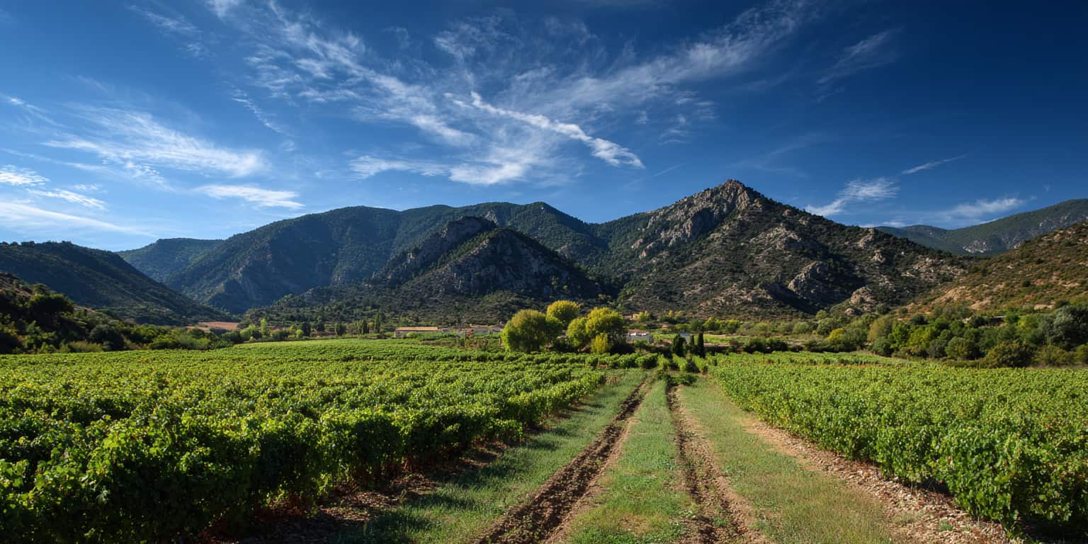 carte millesime somontano