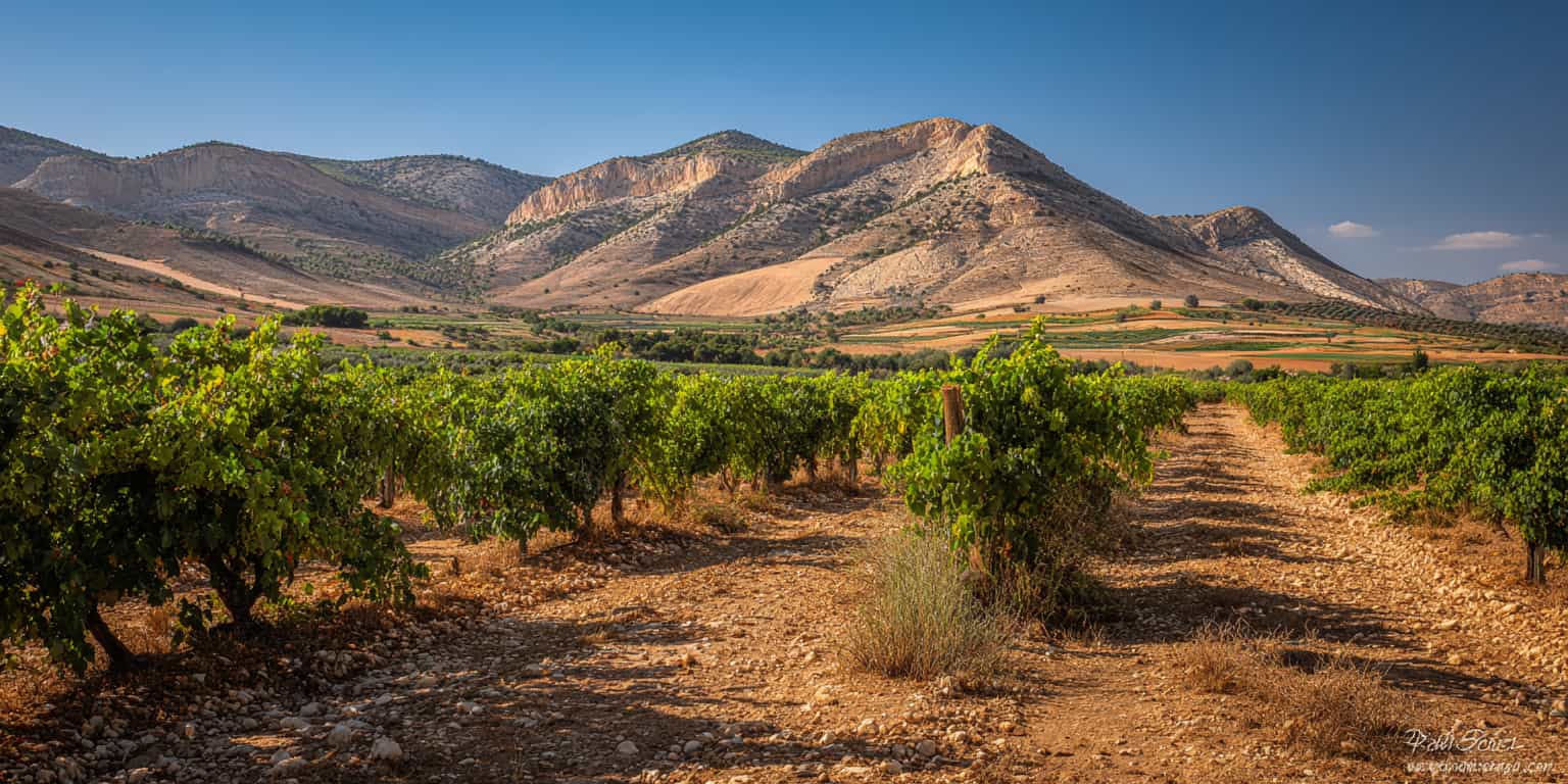 meilleure annee bullas