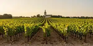 Guide Cabernet Sauvignon