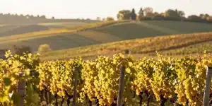 Guide Chardonnay