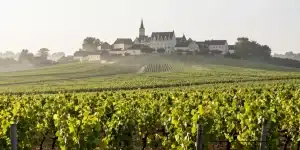 Guide Sauvignon Blanc