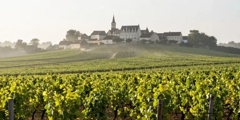 Guide Sauvignon Blanc