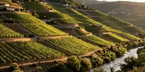 Guide Syrah
