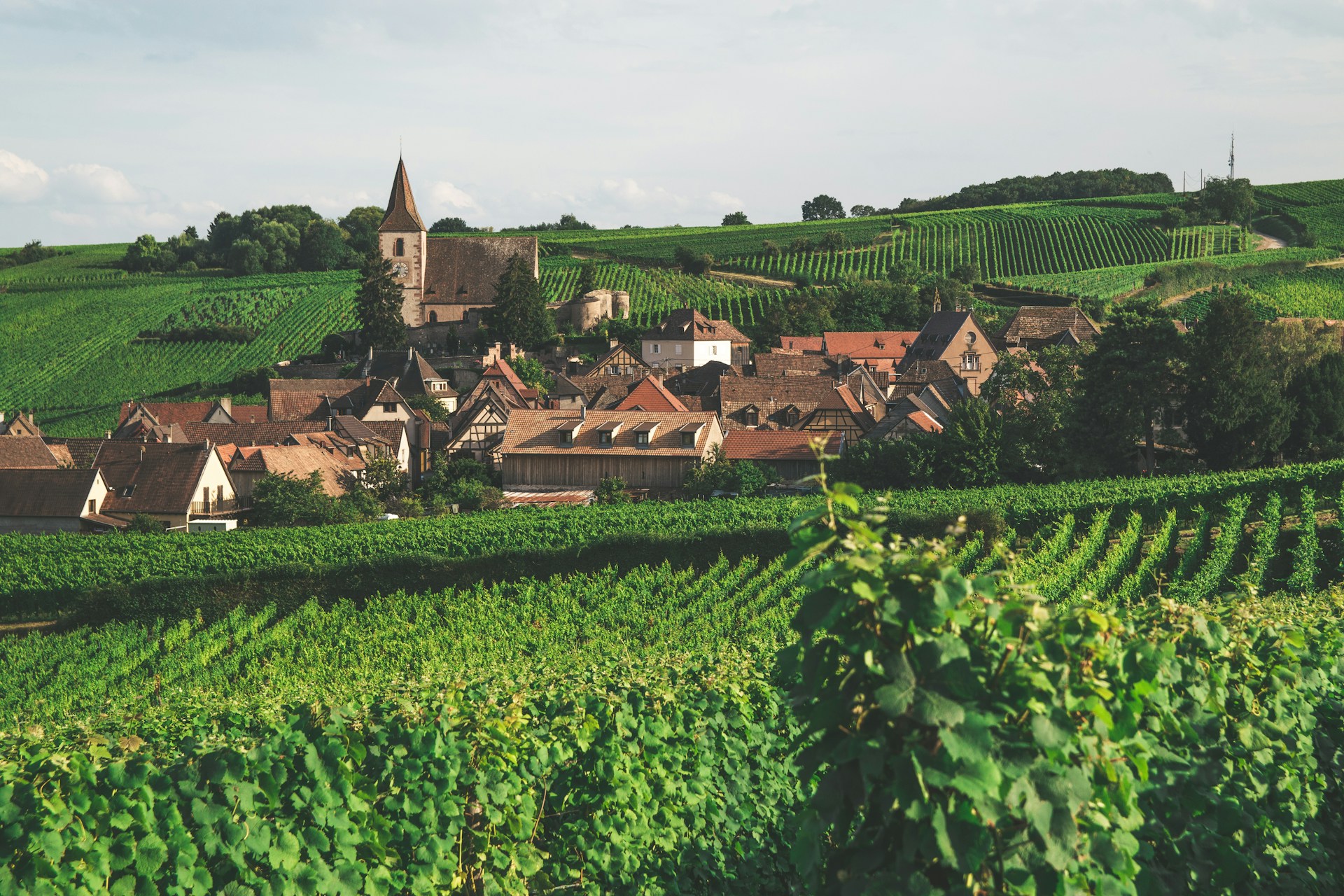 Vignoble alsacien avec village traditionnel — Route des Vins
