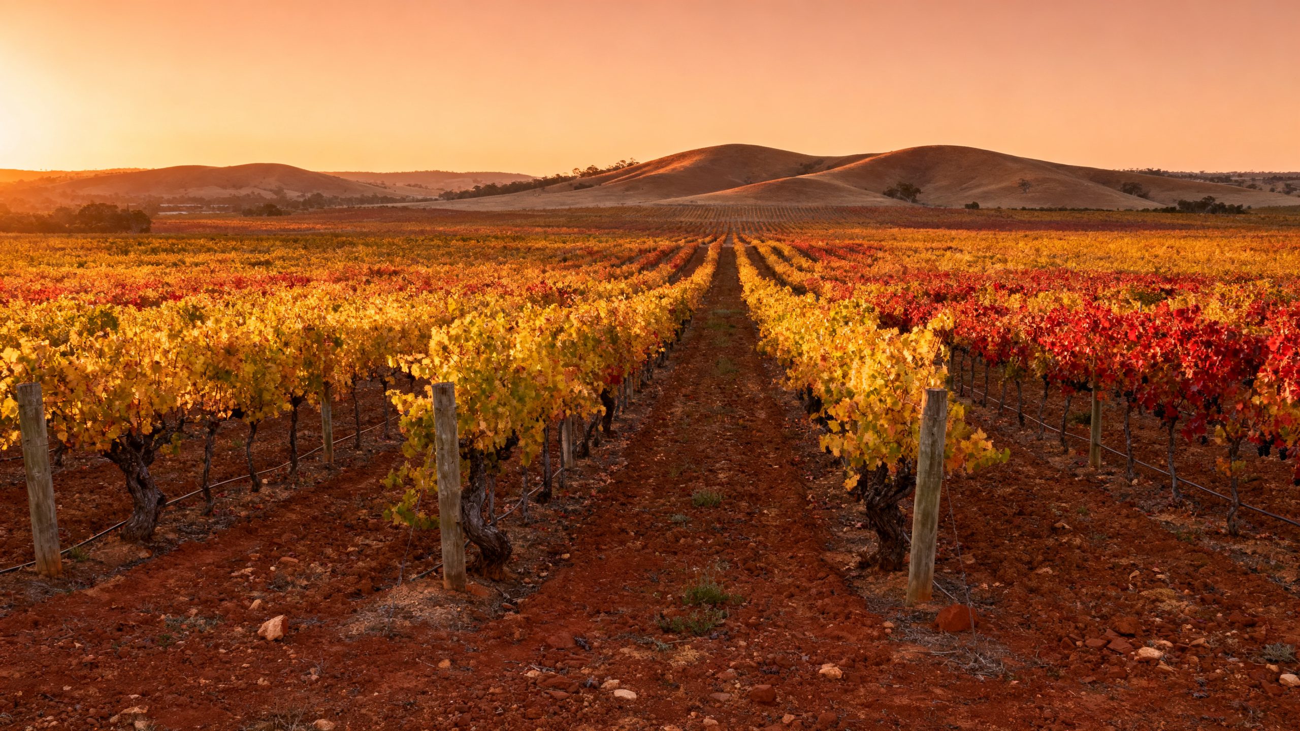 Vignobles de Barossa Valley en Australie-Méridionale au coucher du soleil, vignes Shiraz centenaires en automne
