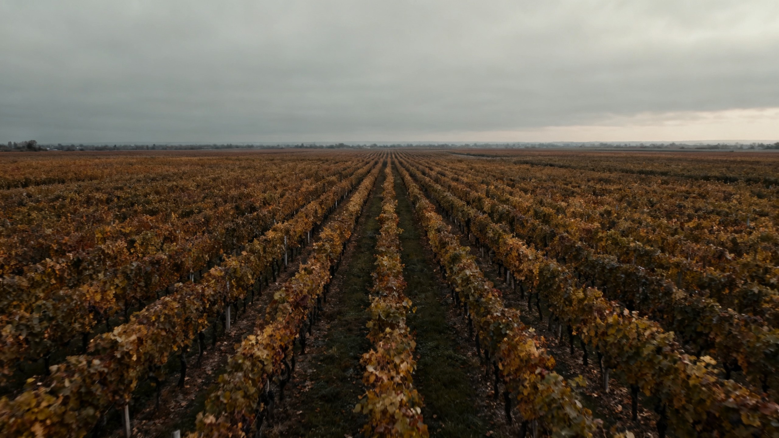 vignoble français sous ciel gris, consommation mondiale vin 2025 au plus bas