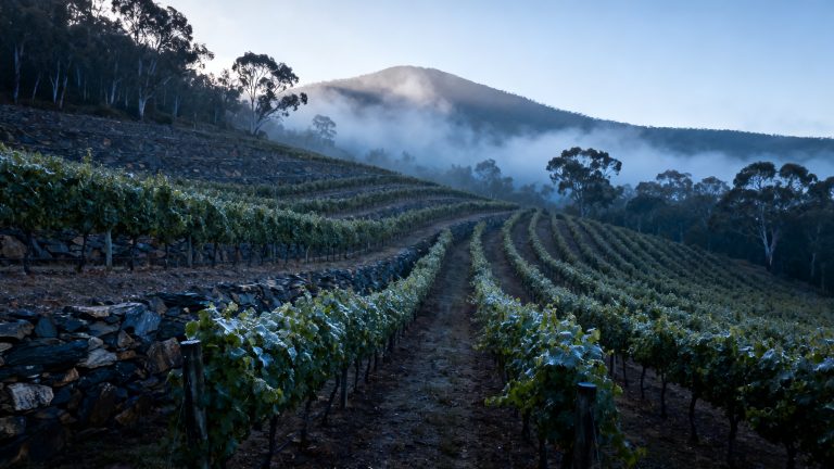 McLaren Vale : le Shiraz méditerranéen d'Australie du Sud Vignobles Eden Valley en altitude avec vignes de Riesling et brume matinale en Australie-Méridionale