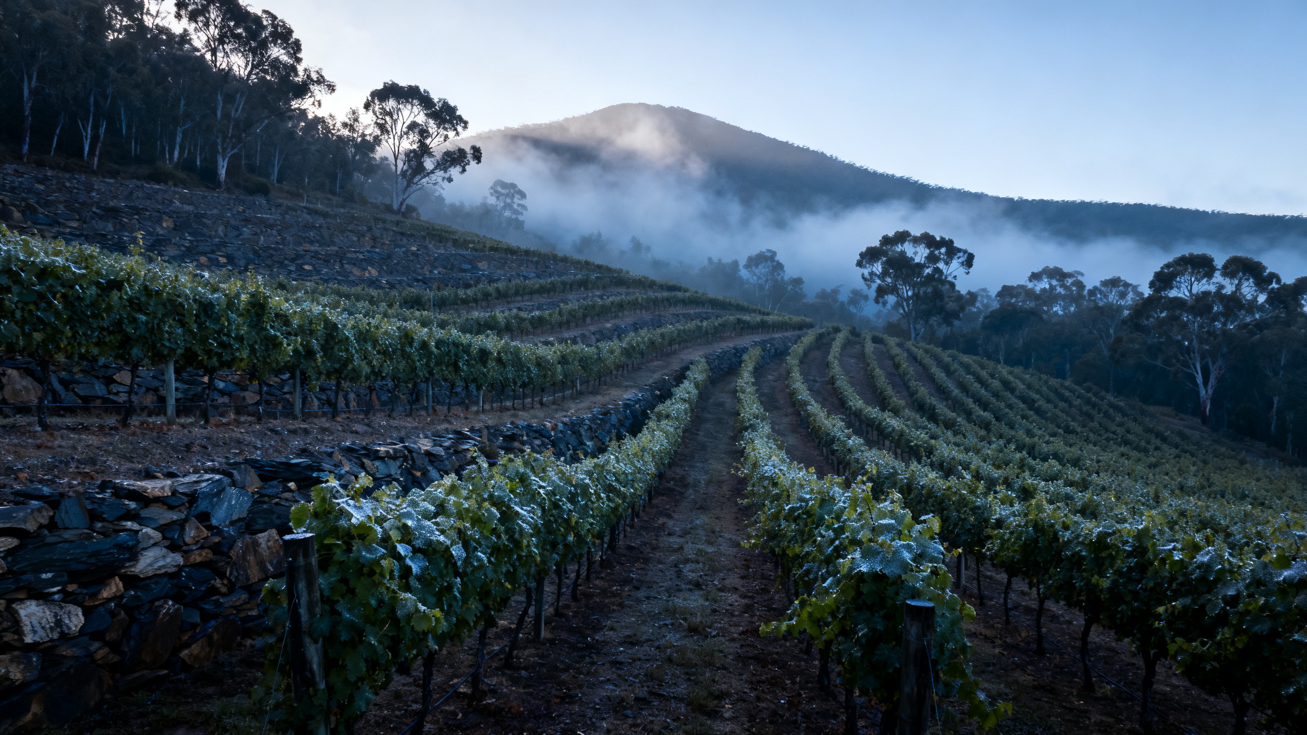 Vignobles d'Eden Valley en altitude au petit matin, vignes de Riesling et brume