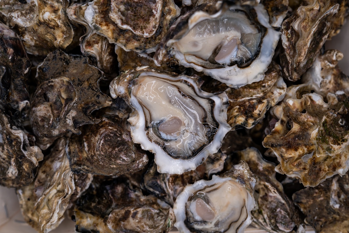 Huîtres et fruits de mer — accord classique avec le Gros Plant du Pays Nantais