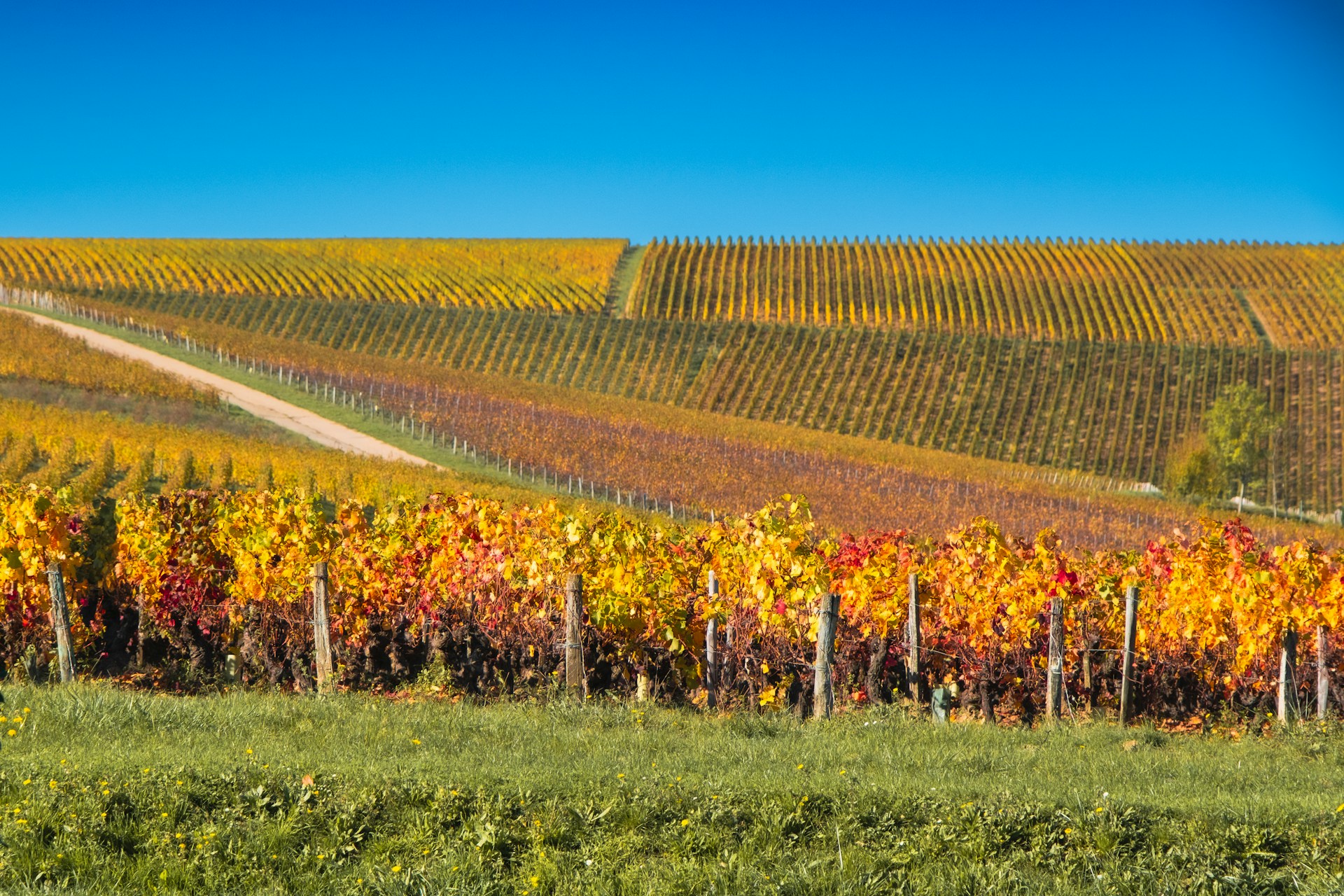 Vignes et vignoble — Folle Blanche cépage blanc de Loire