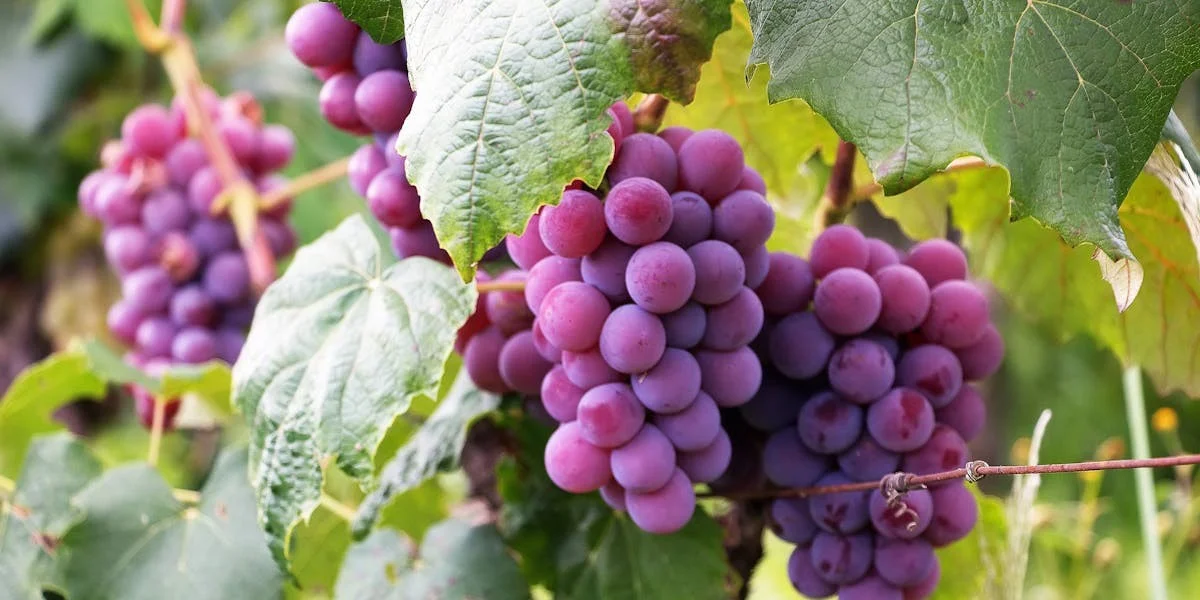 Meilleurs cépages du monde : composition de raisins de variétés rouges et blanches