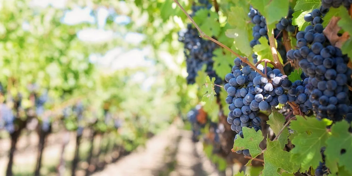 Vignoble avec grappes de raisins - classement des meilleurs cépages du monde