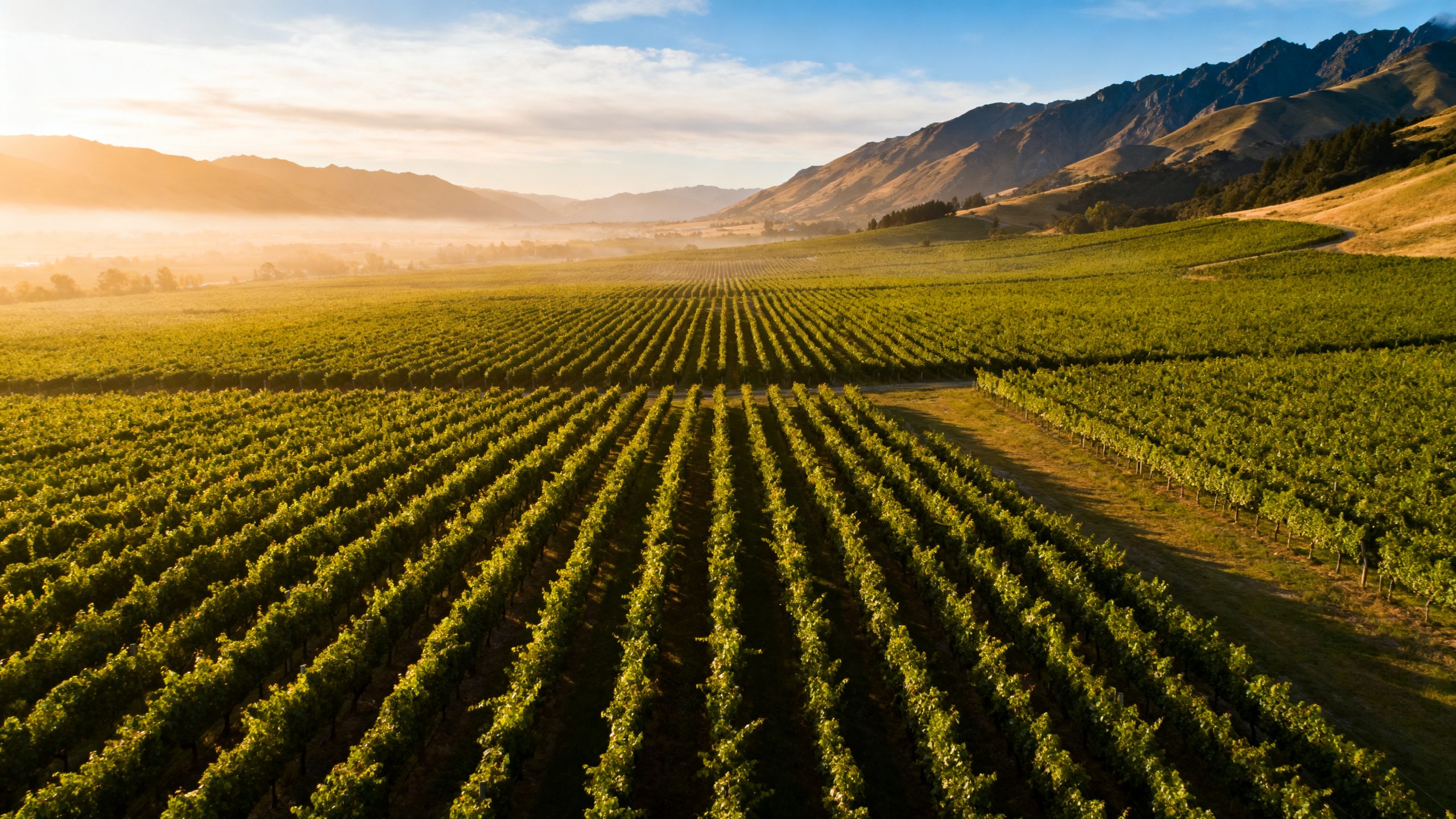 Vignobles de Marlborough en Nouvelle-Zelande, vue aerienne au coucher du soleil