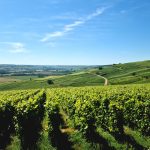 Champagne 2025 : vendanges le 19 août, 3e millésime le plus précoce du siècle — et l&rsquo;un des meilleurs