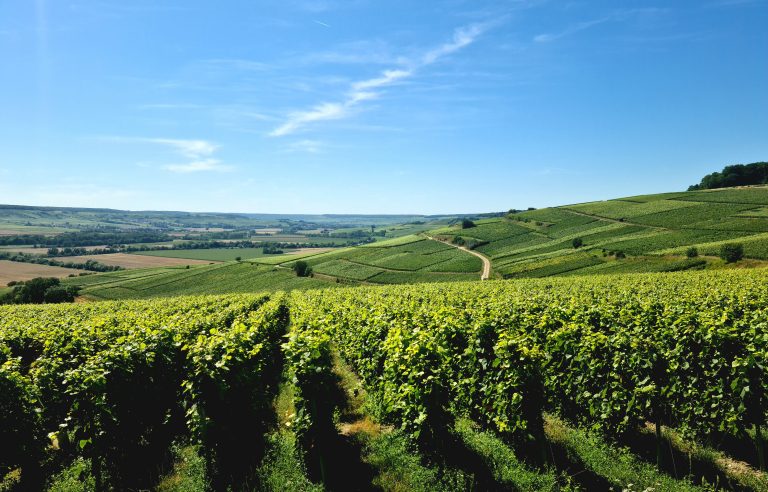 Champagne 2025 : vendanges le 19 août, 3e millésime le plus précoce du siècle — et l&rsquo;un des meilleurs