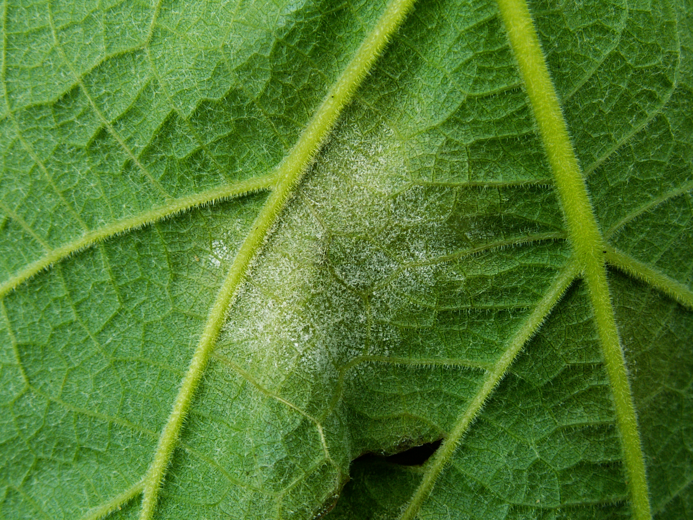 Mildiou Plasmopara viticola sur feuille de vigne - à titre d'illustration