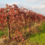 Journée mondiale du Lambrusco 2026 : le vin pétillant qui mérite enfin sa revanche