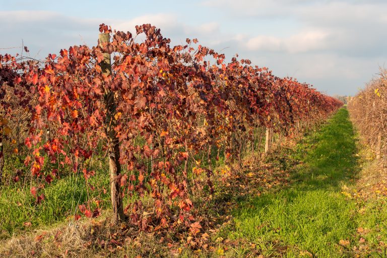 Journée mondiale du Lambrusco 2026 : le vin pétillant qui mérite enfin sa revanche Vignoble dans la zone Lambrusco Reggiano a Scandiano Reggio Emilia Emilie-Romagne Italie