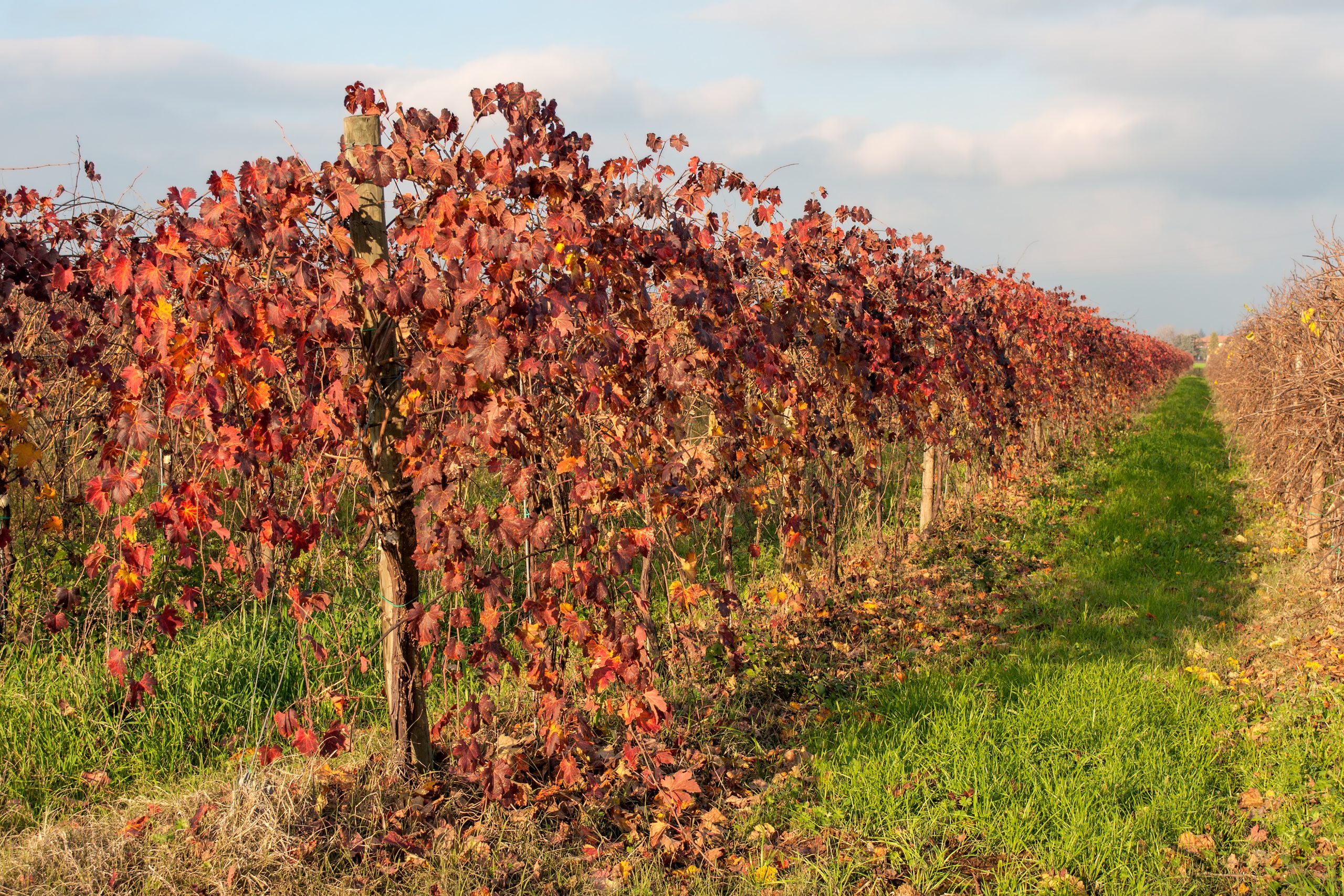 Vignoble dans la zone Lambrusco Reggiano a Scandiano Reggio Emilia Emilie-Romagne Italie
