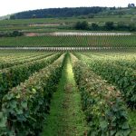Decanter World Wine Awards 2026 : la Bourgogne domine le monde, la France rafle 16 Best in Show