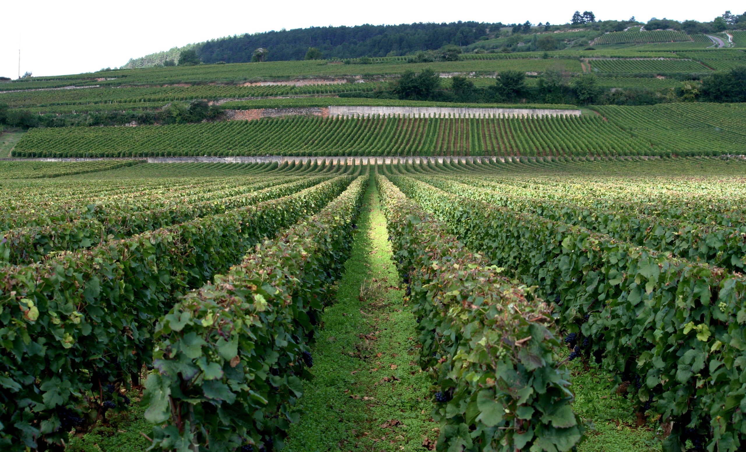 Vignes en Côte de Beaune, Bourgogne