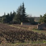 Vigne sous haute tension : comment les vignerons du Midi réinventent leur palissage pour sauver vos futurs vins