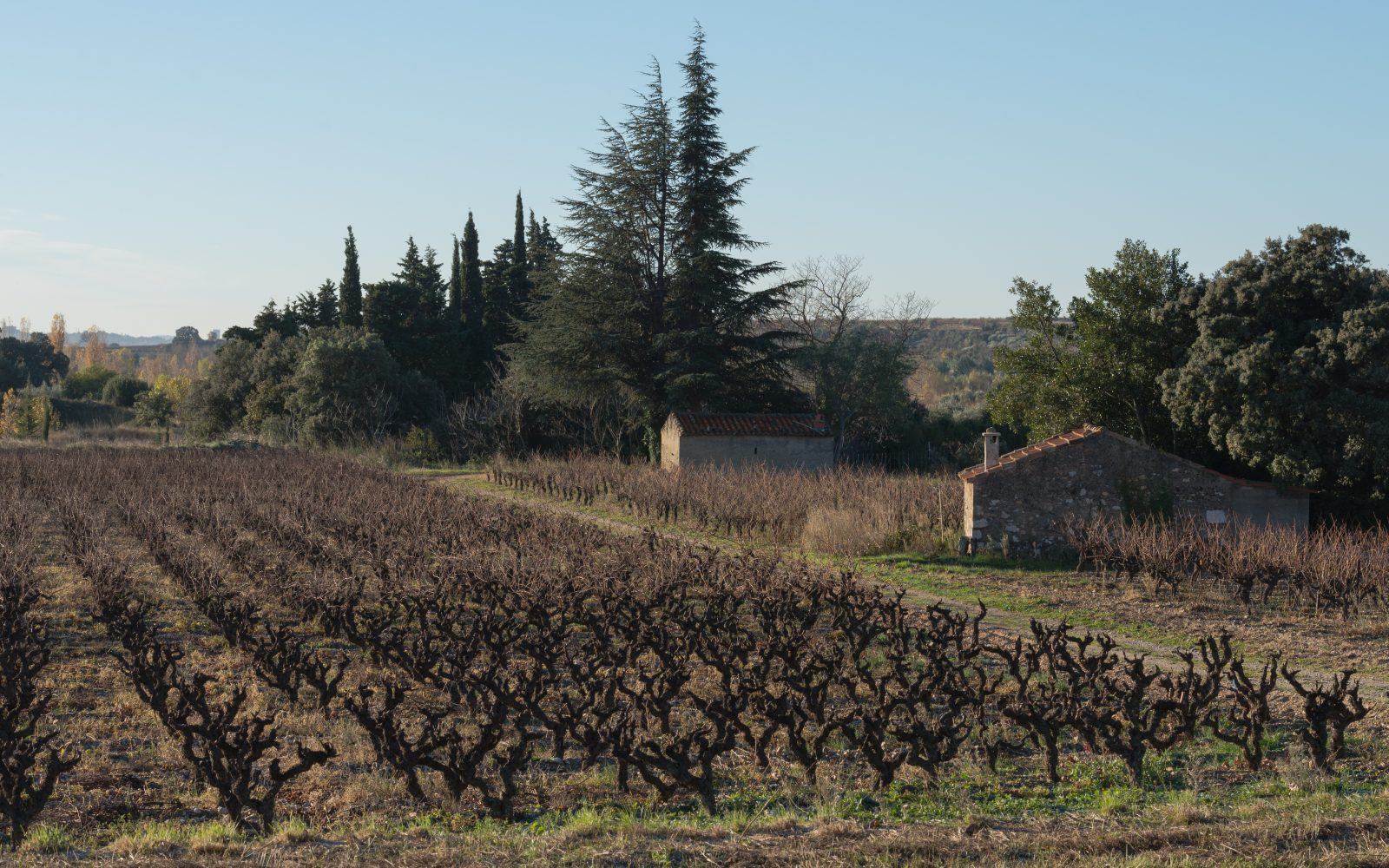 Vigne sous haute tension : comment les vignerons du Midi réinventent leur palissage pour sauver vos futurs vins