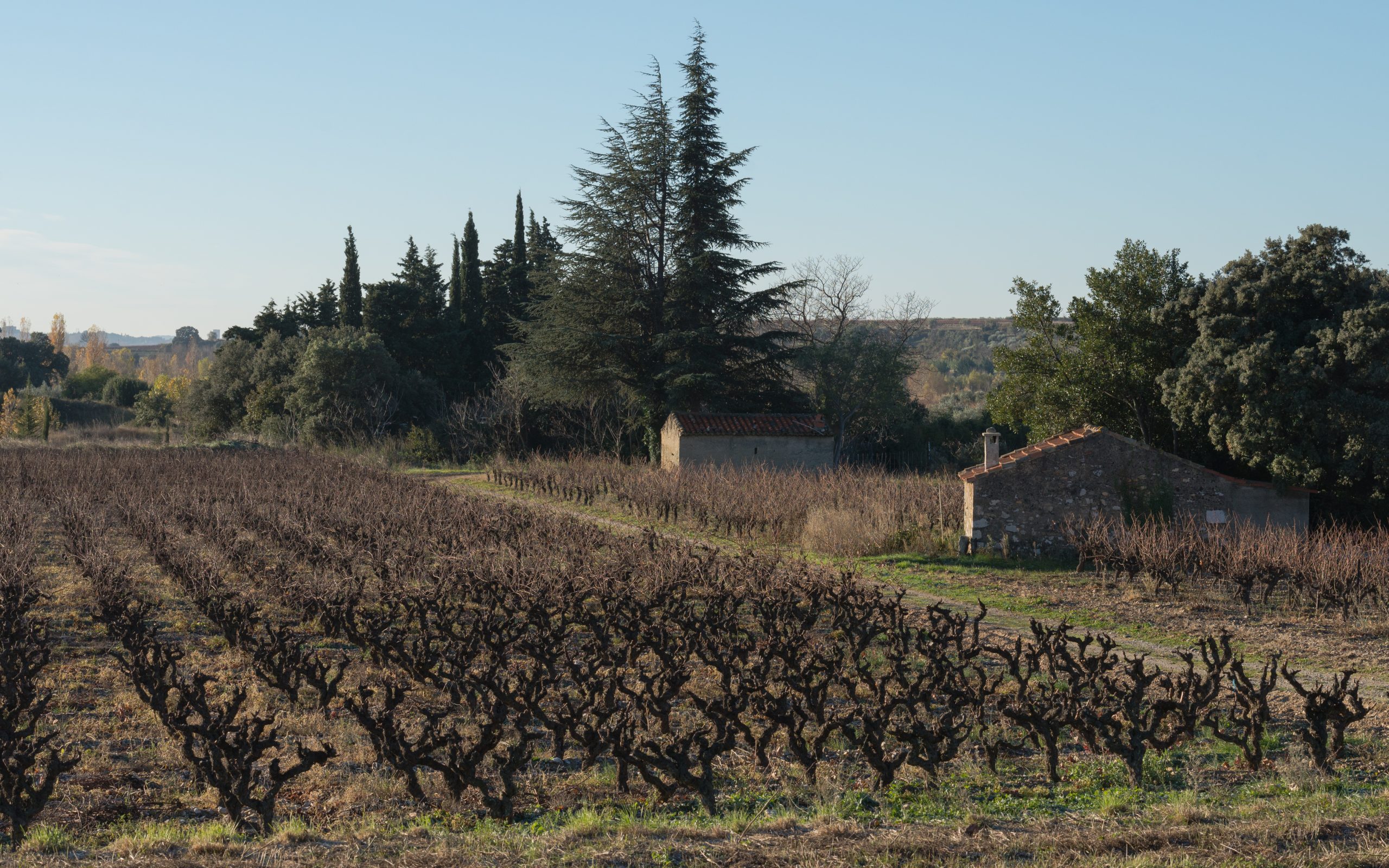 Vignoble Aniane Hérault © Christian Ferrer CC BY SA 3.0