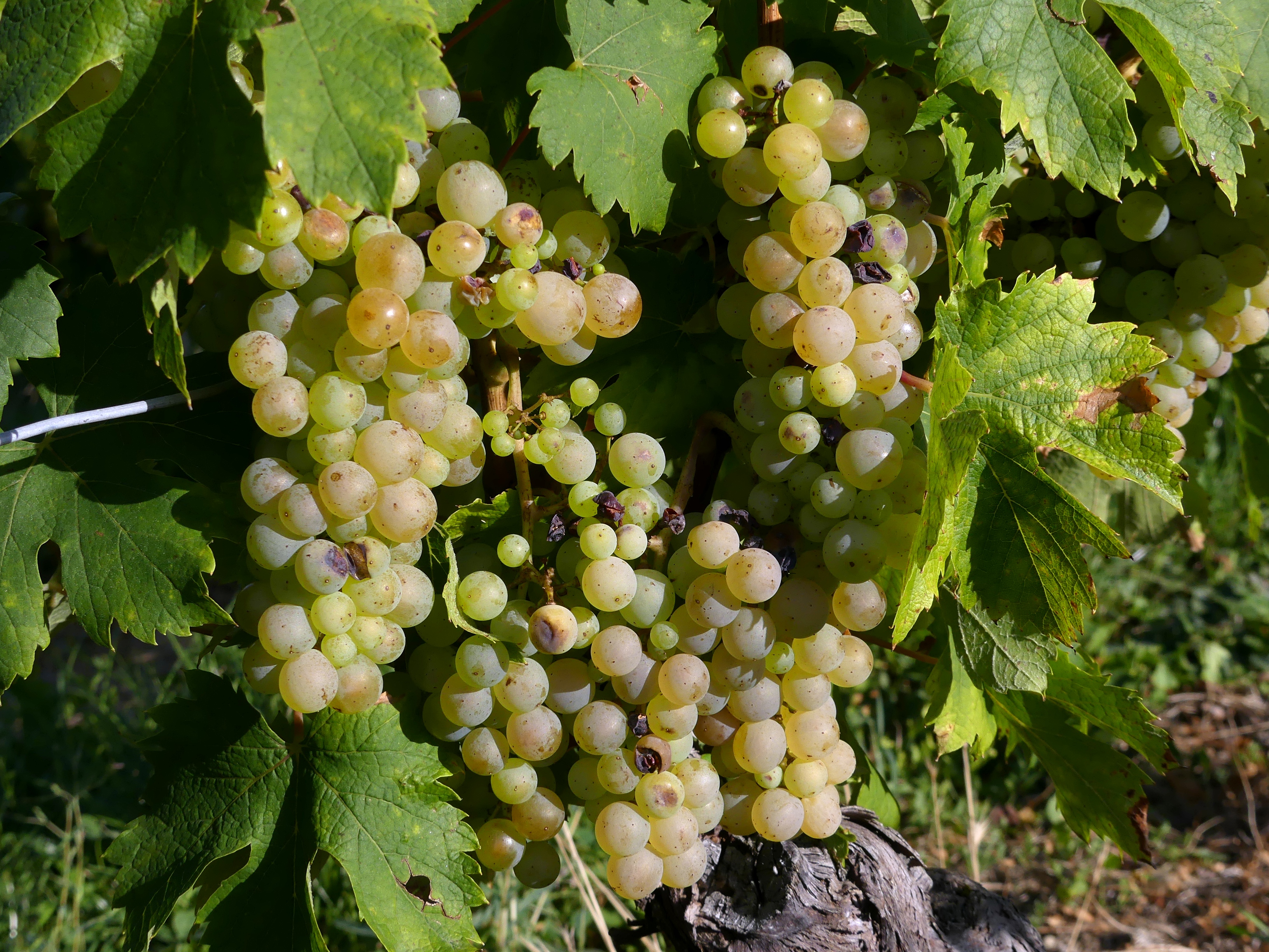 Grappes de raisin blanc cépage Jacquère à Apremont en Savoie