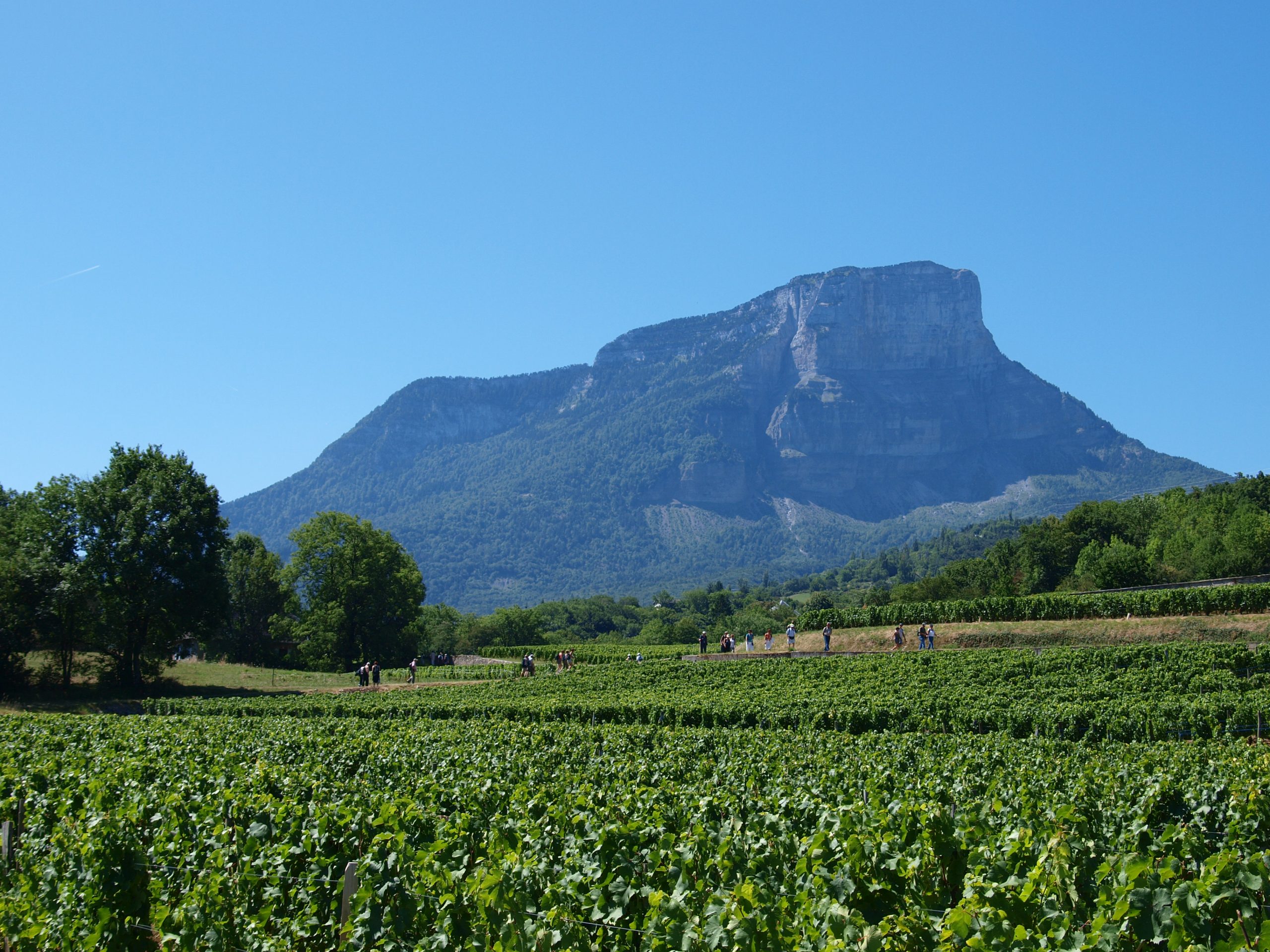 Vignobles d Apremont face au Mont Granier, Savoie