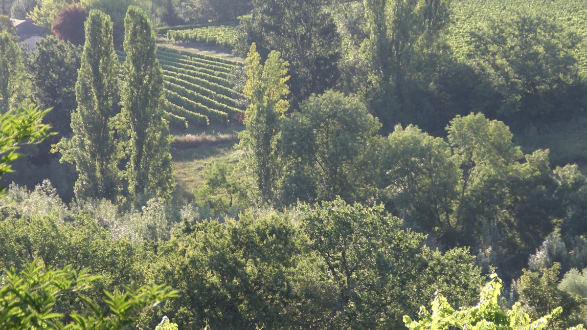Rangées de vignes dans le vignoble français — restructuration viticole 2026
