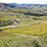27 926 hectares de vignes arrachées : Bruxelles dit oui — ce que ça change pour le vin français