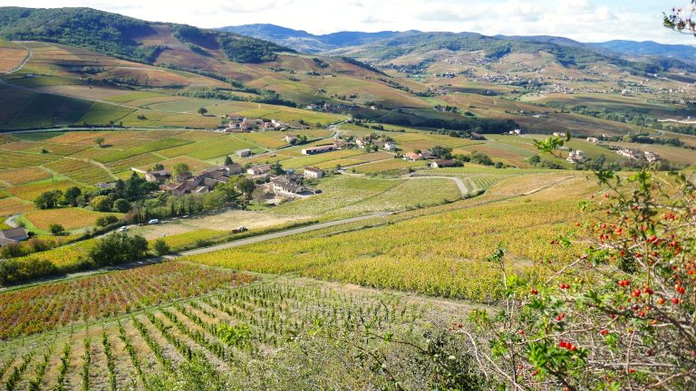 27 926 hectares de vignes arrachées : Bruxelles dit oui — ce que ça change pour le vin français