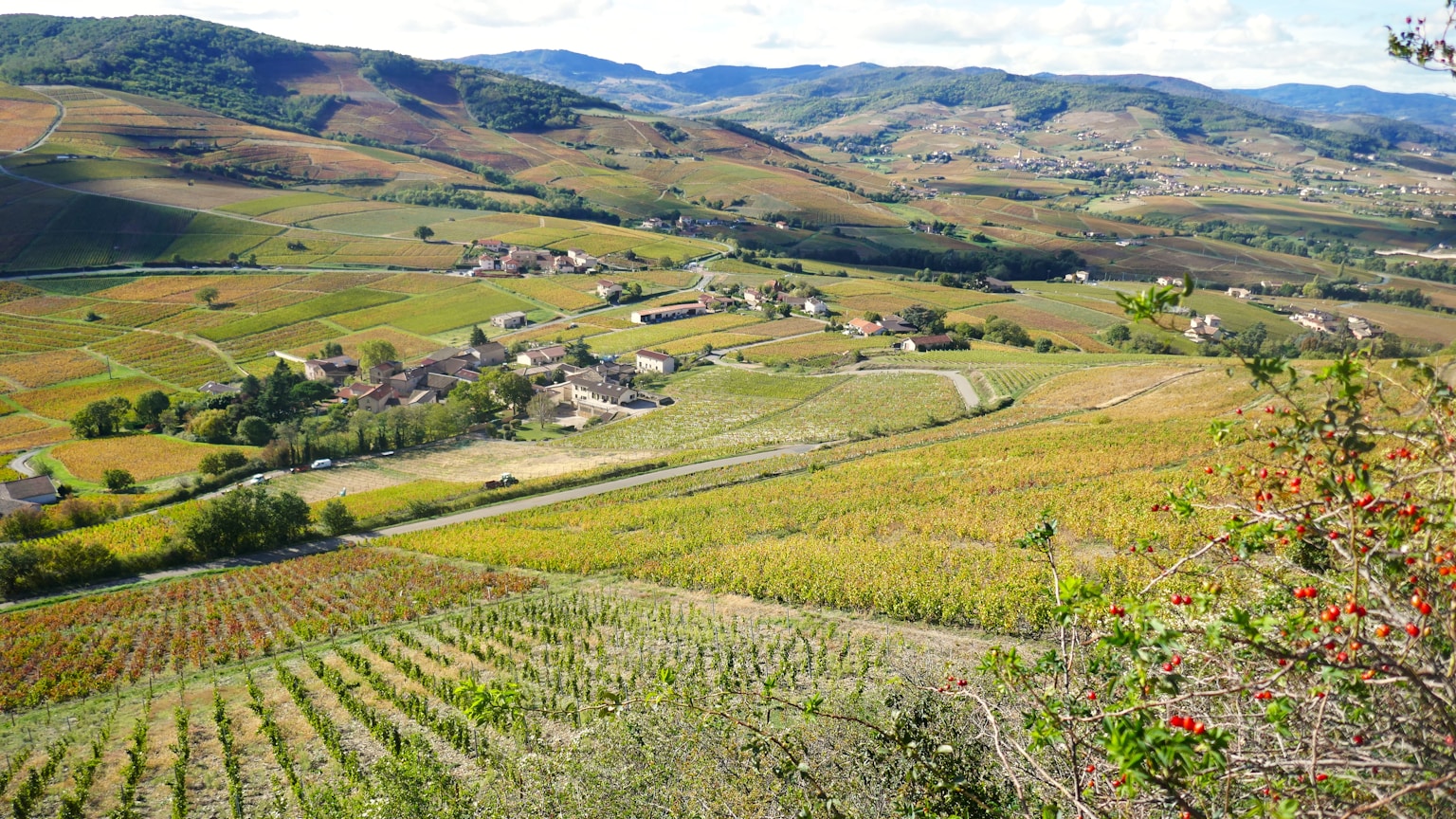 Vignoble en France — plan d arrachage validé par Bruxelles juin 2026