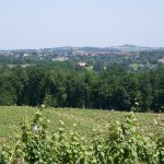 La plus grande coop du Sud-Ouest ferme un chai, cède 180 ha de vignes et parie sur le vin sans alcool