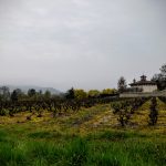 Vin rouge à servir frais : la tendance qui va changer votre été (et les 6 cépages à adopter)