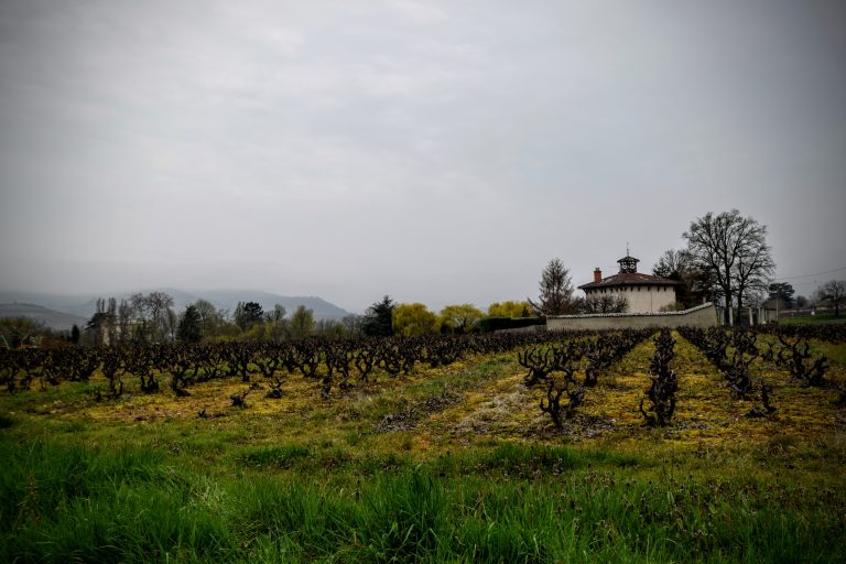 Vin rouge à servir frais : la tendance qui va changer votre été (et les 6 cépages à adopter)