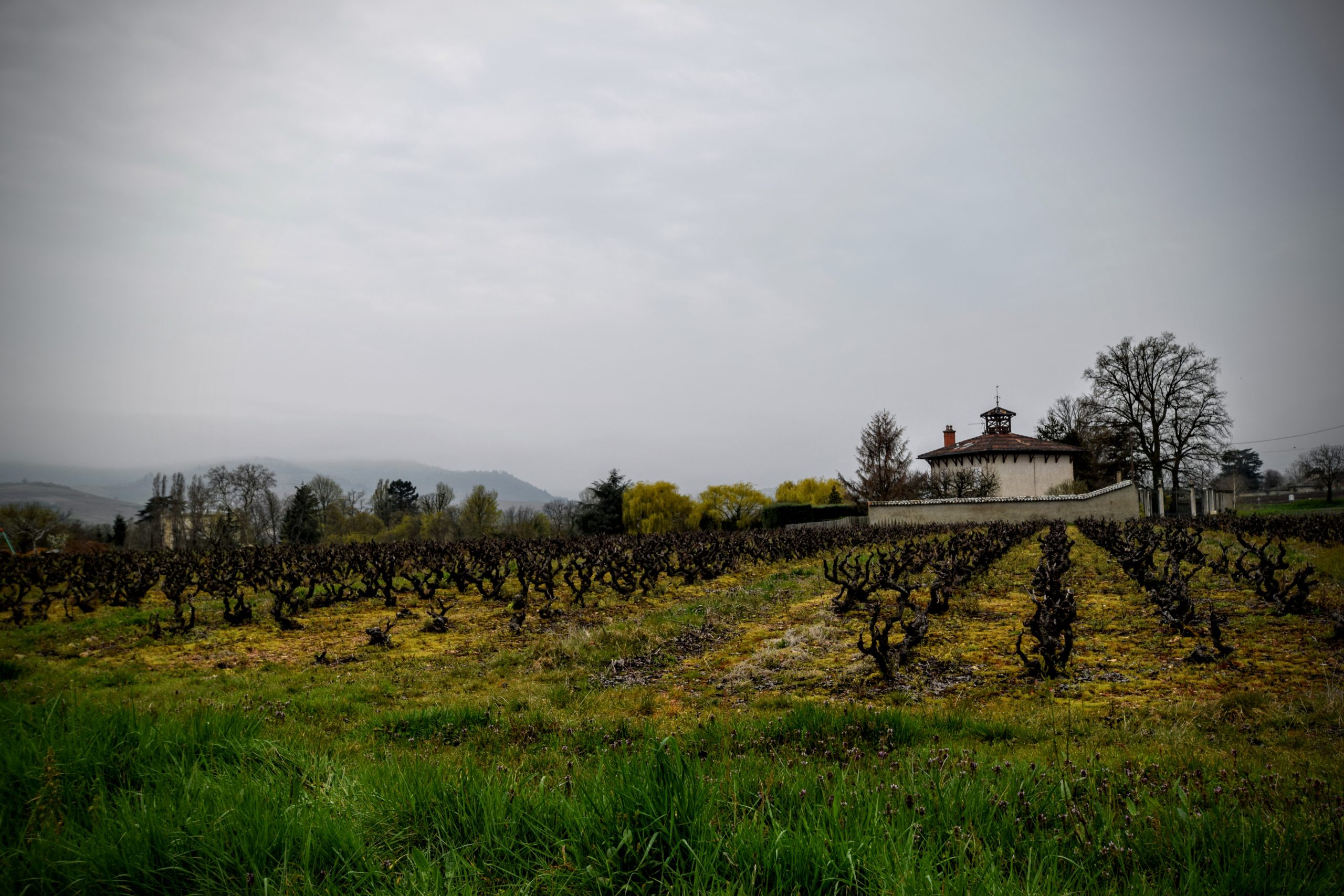Vignoble Beaujolais rangées de vignes été