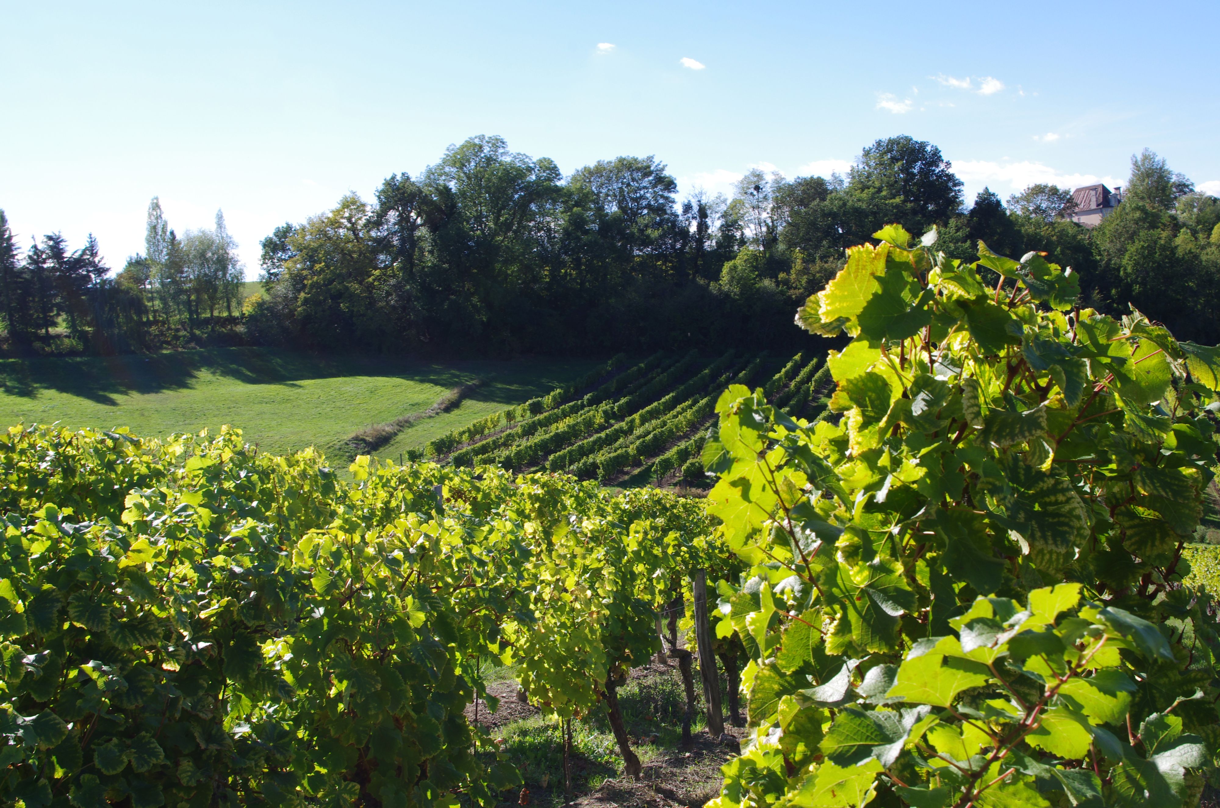 Vignoble de l AOC Haut-Montravel dans le Bergeracois — vignoble Bergerac