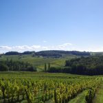 Vitiforesterie de l extrême : 4 000 arbres dans les vignes, retour d expérience de Bergerac