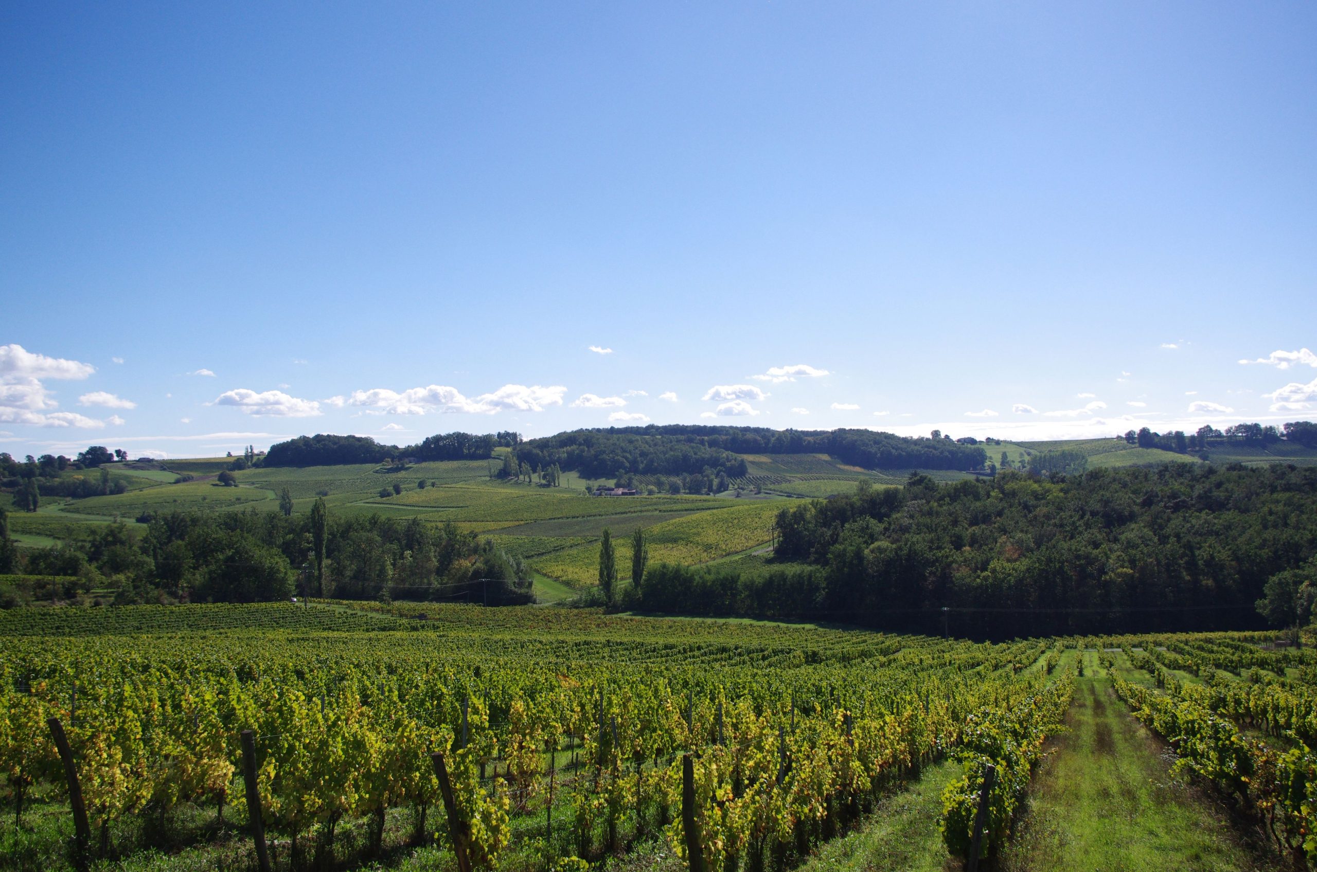 Vignoble de l AOC Montravel dans le Bergeracois, vitiforesterie
