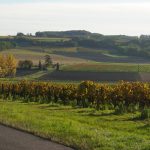 « La viticulture est condamnée » : le cri d&rsquo;alarme des vignerons face aux coupes de Rémy Martin