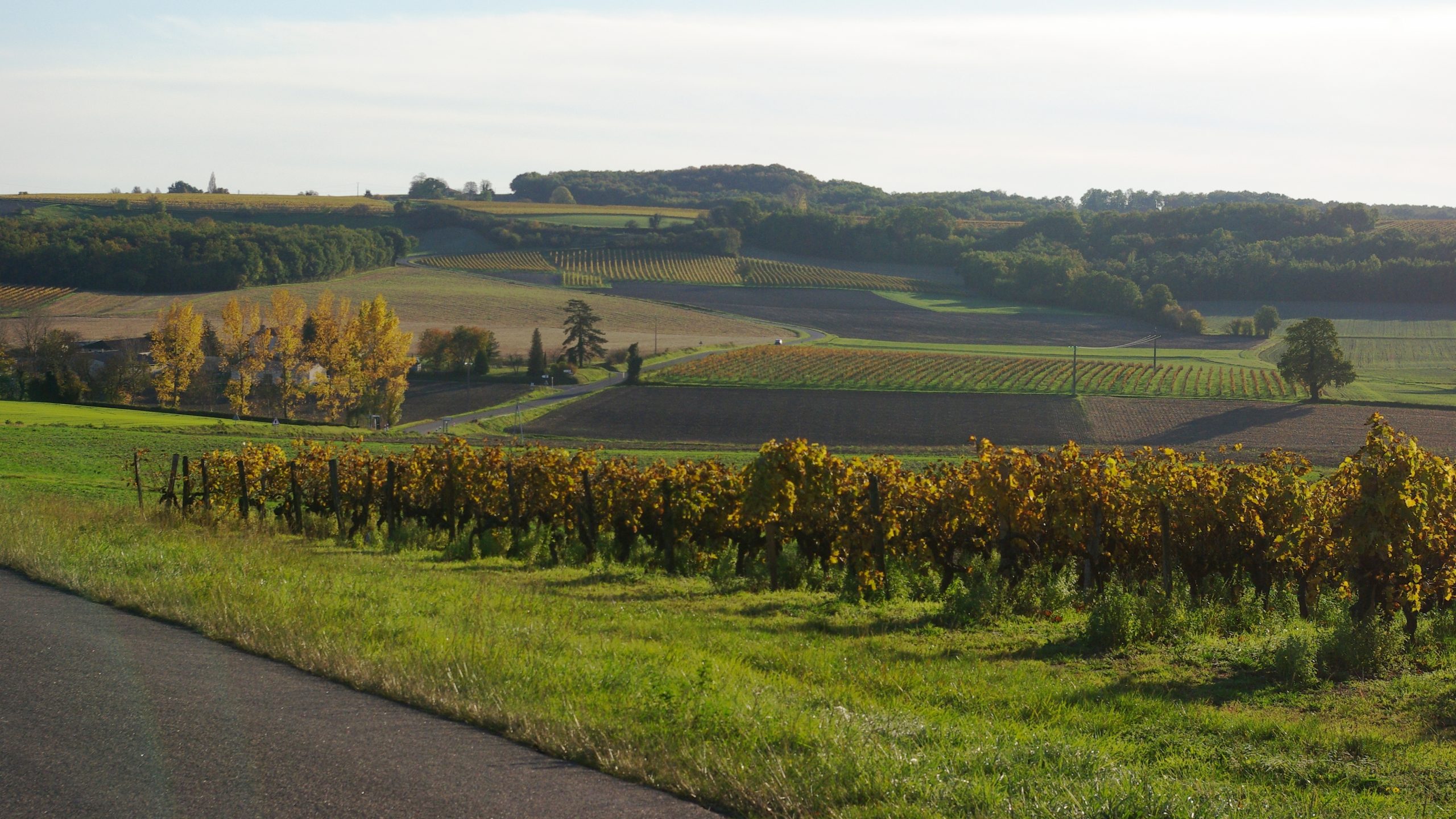 Vignoble en Charente dans la région AOC Cognac
