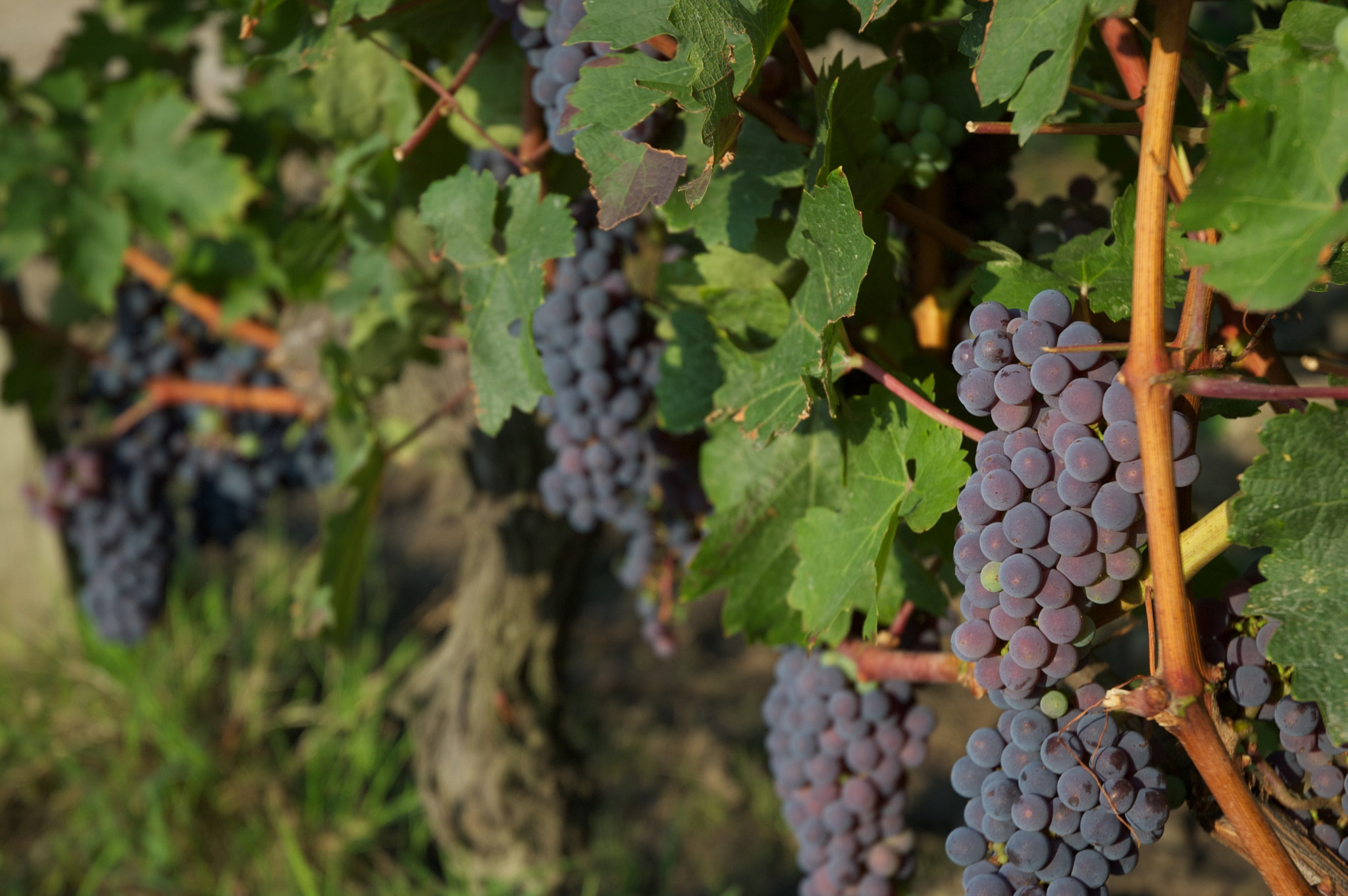 Vignoble aux Sources de Caudalie, Château Smith Haut Lafitte, Bordeaux
