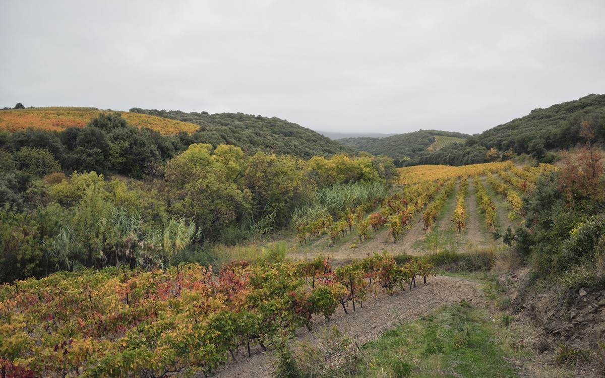 Vignes du Languedoc sous la chaleur intense, illustration du millésime 2026