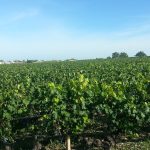 Bordeaux 2025 : récolte miniature, vins de légende — le paradoxe du millésime qui change tout
