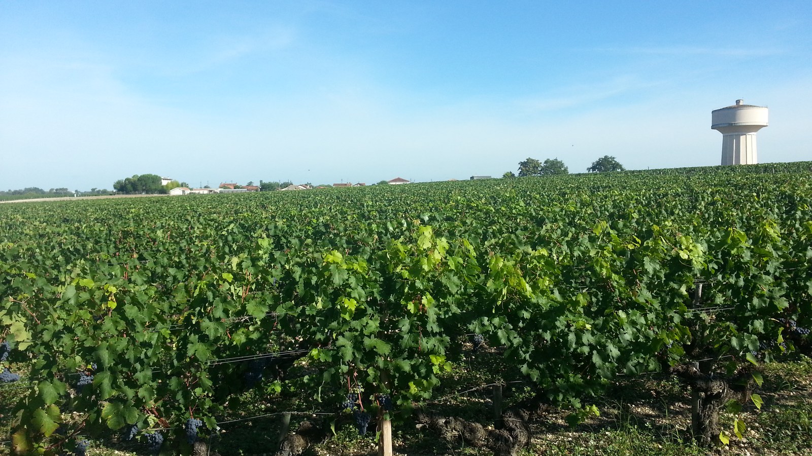 Vignoble de Haut-Brion à Pessac, Bordeaux — millésime 2025 en primeur